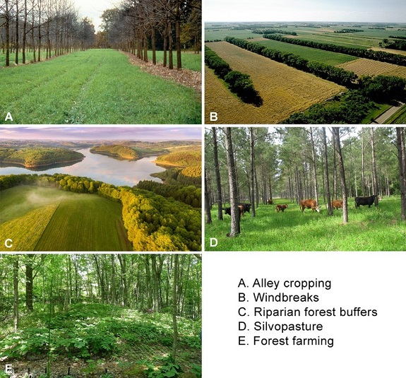 Agroforestry Systems